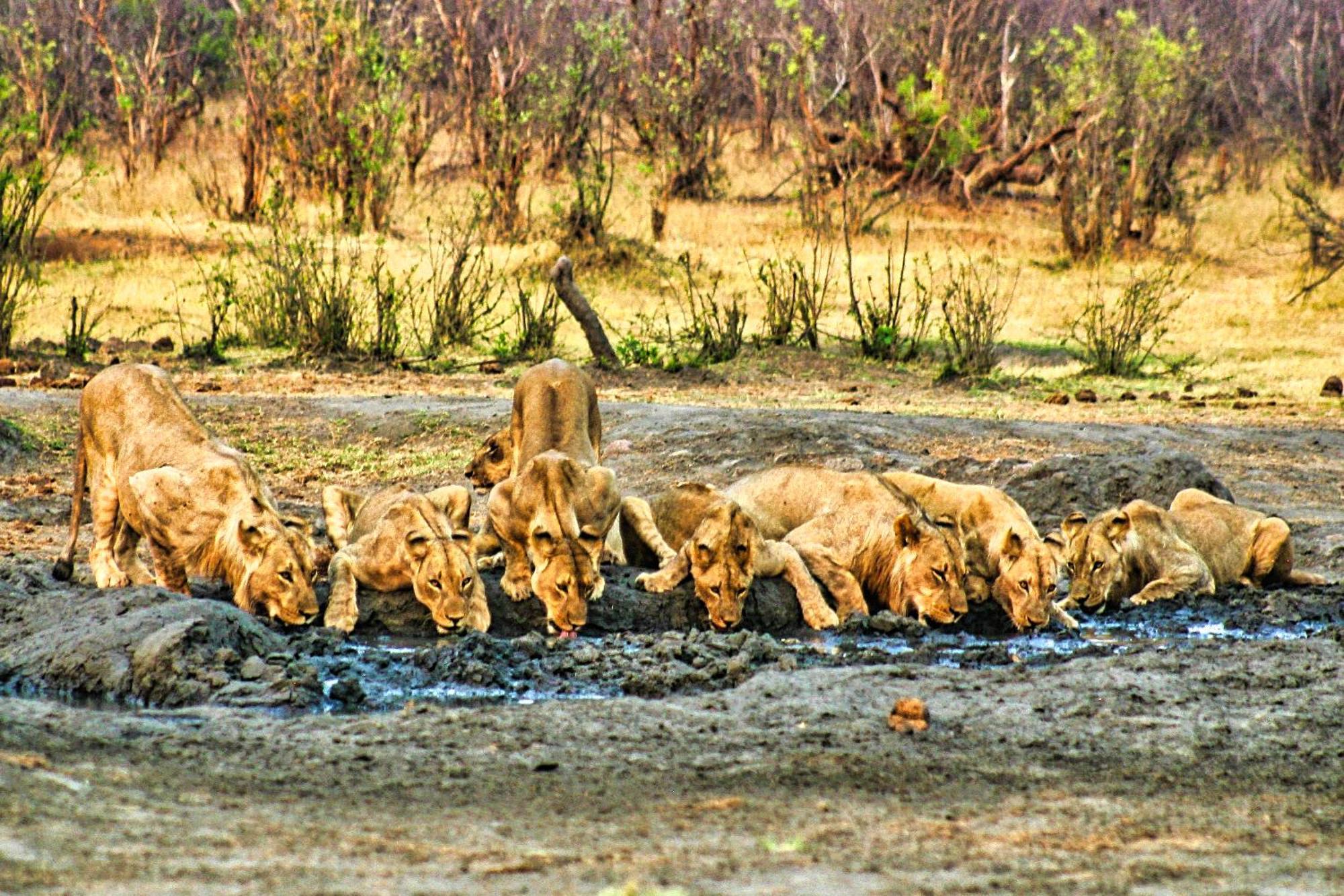 Room In Villa - Zambezi Family Lodge - Elephant Room Victoria Falls Exterior foto